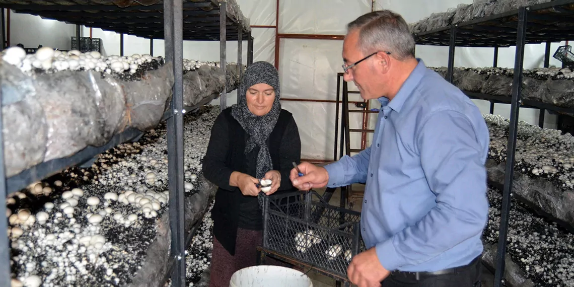 Muhtar koyune mantar kooperatifi kuruyora - yerel haberler - haberton