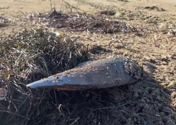 'Müsilaj savaşçısı' pinalar, fırtına sonrası kıyıya vurdu