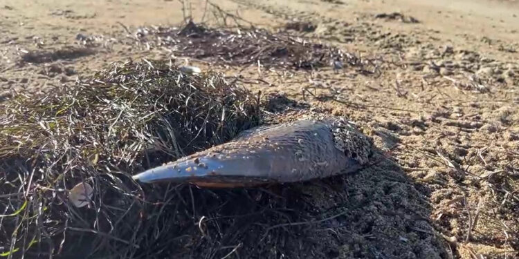 'Müsilaj savaşçısı' pinalar, fırtına sonrası kıyıya vurdu