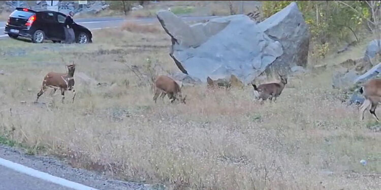 Nesli koruma altındaki yaban keçileri, kara yoluna indi