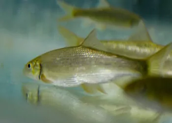 Nesli tehlike altındaki balık türleri, antalya'da üretildi