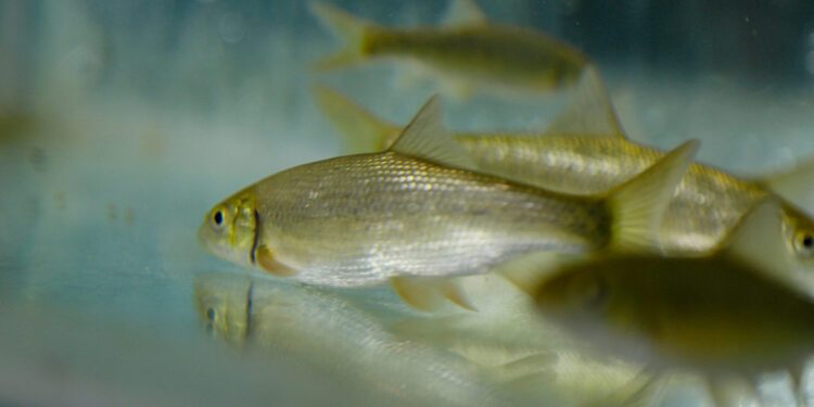 Nesli tehlike altındaki balık türleri, Antalya'da üretildi