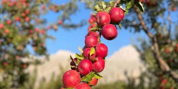 Niğde, misket elmanın üretim merkezi oldu