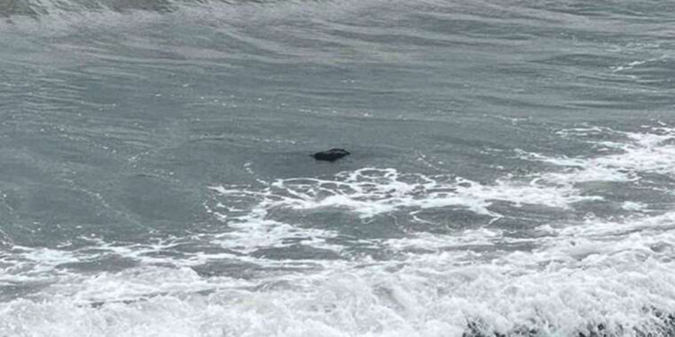 Sahilde kız bebek cesedi bulundu