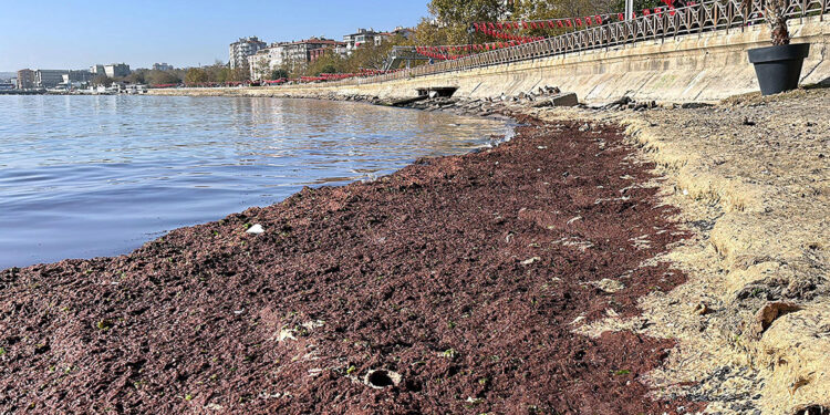 Tekirdağ'da sahil yosunla kaplandı