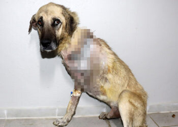Tüfekle vurulan köpeğin bacağı ampute edildi