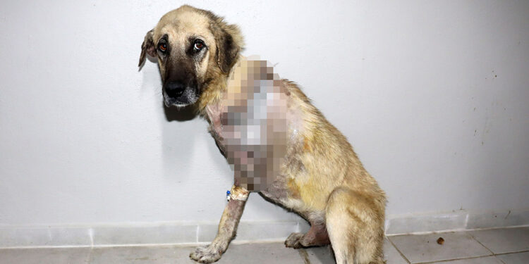 Tüfekle vurulan köpeğin bacağı ampute edildi