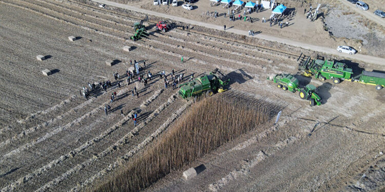 Türkiye’nin ilk tescilli kenevir tohumu ‘Narlı’ hasat edildi