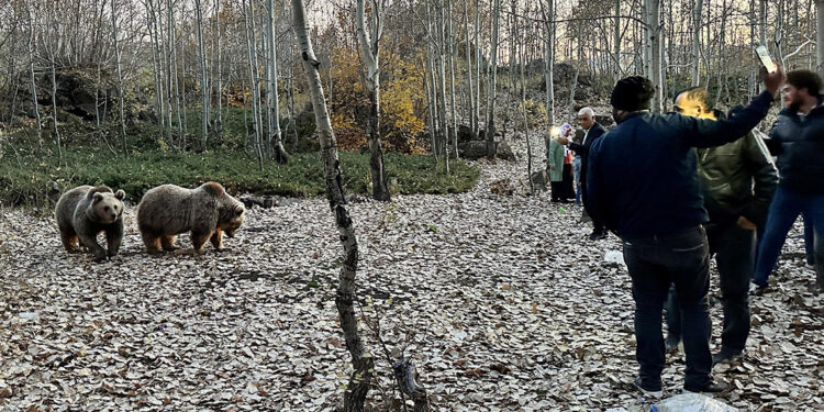 Uyarılara aldırmadan bozayıları elle beslemeye çalışıyorlar