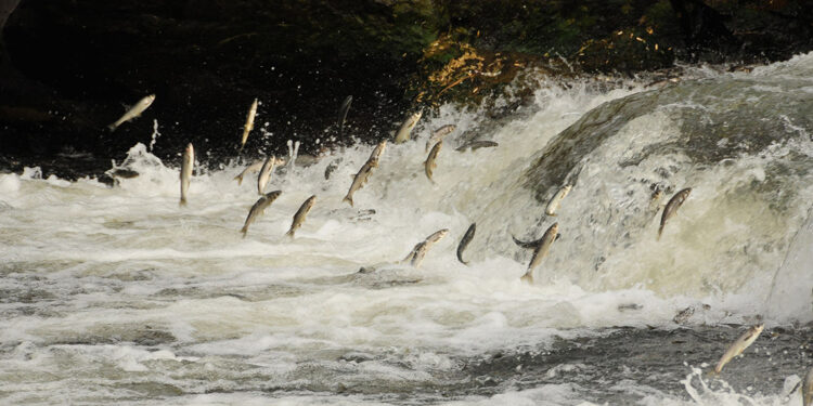 Van Gölü'ne atılan plastikler inci kefallerini tehdit ediyor