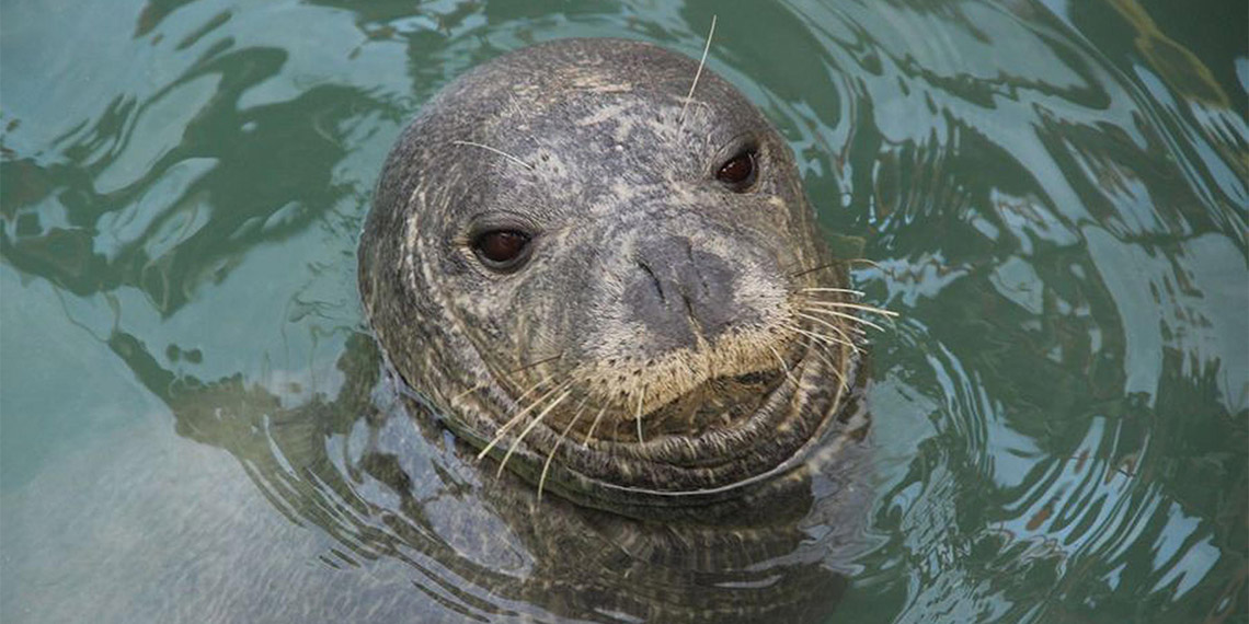 Akdeniz foklarının nesli gittikçe tehlikeye giriyor