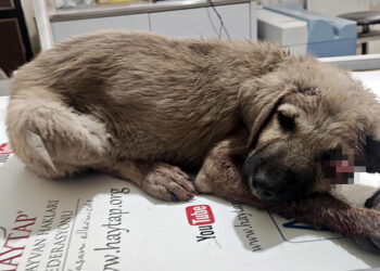 Başı ezilen 4 aylık köpek görme yetisini kaybetti