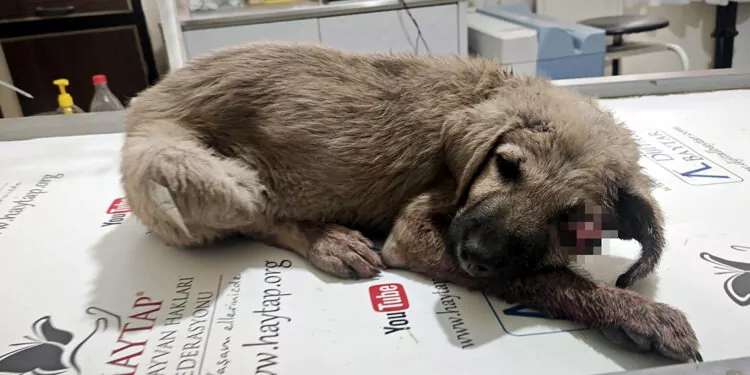 Başı ezilen 4 aylık köpek görme yetisini kaybetti