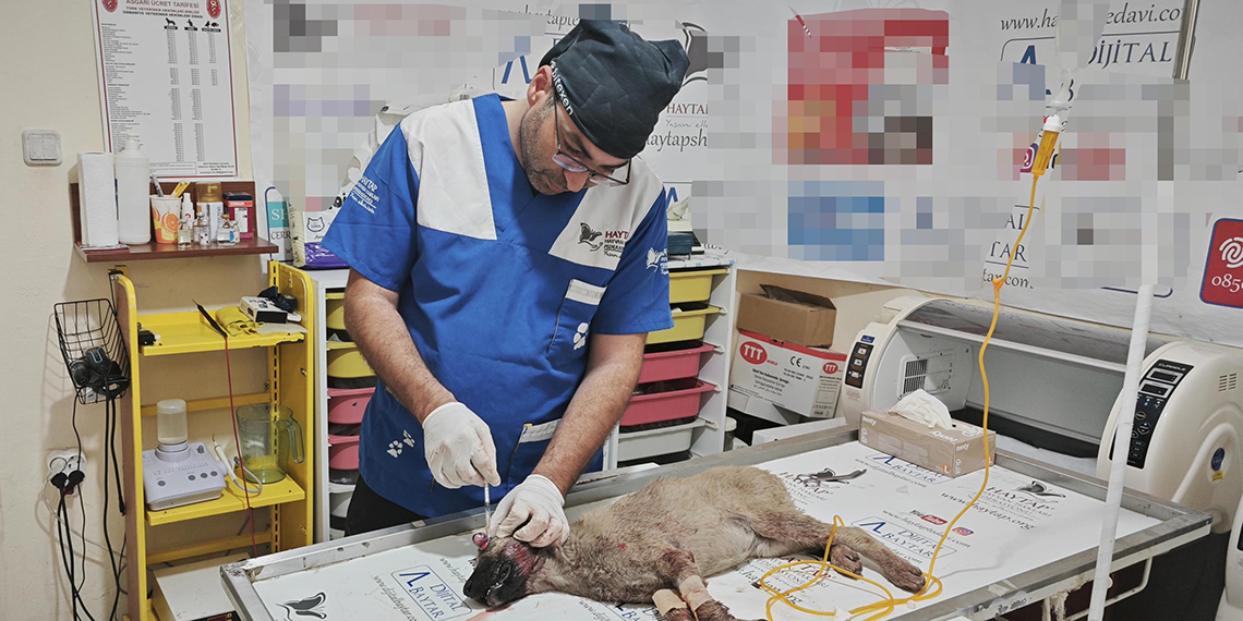 Başı ezilen 4 aylık köpek görme yetisini kaybetti