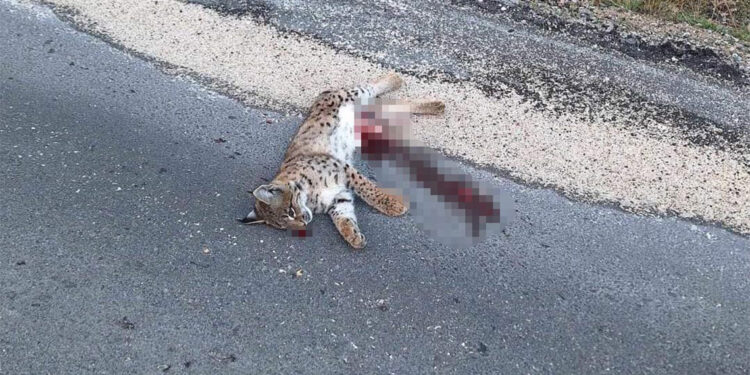 'Ormanın hayaleti' vaşak araç çarpması sonucu öldü