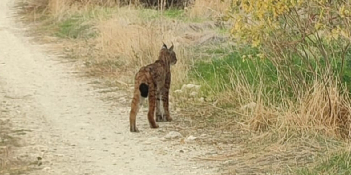 'Ormanın hayaleti' vaşak araç çarpması sonucu öldü