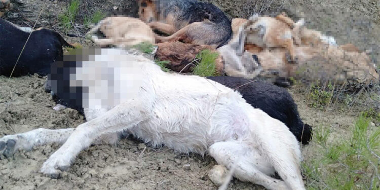14 köpeğin ölü bulunması soruşturmasında 4 gözaltı