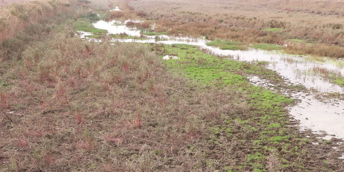 İstanbul'da barajlardaki doluluk oranı İSKİ verilerine göre yüzde 18.3'e geriledi. Büyükçekmece Gölü kuruyor, artık İstanbul'a su verilmiyor.