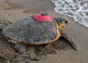 Caretta caretta Tuba'yı 9 milyon kişi izledi