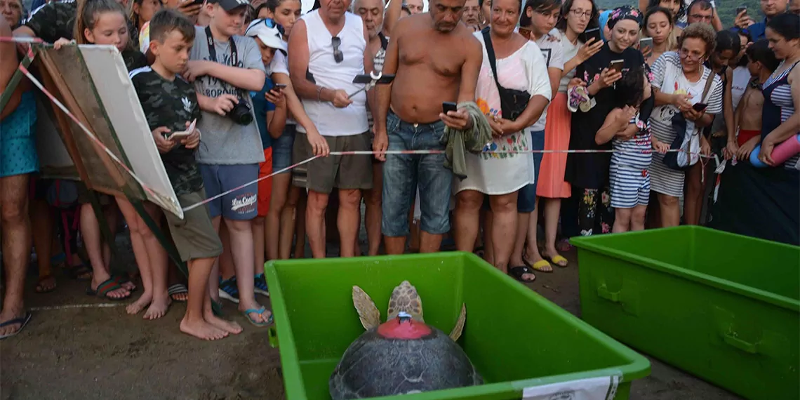 Caretta caretta tuba'yı 9 milyon kişi izledi