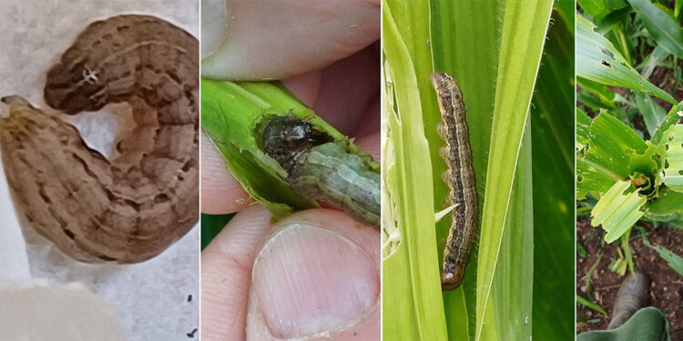Çiftçilerin yeni düşmanı; güz tırtılı