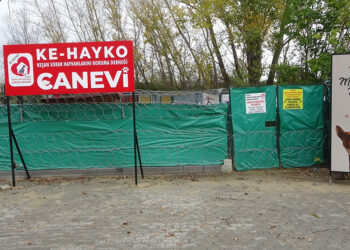 Çuvaldan kulakları ve kuyruğu kesilmiş yavru köpek çıktı