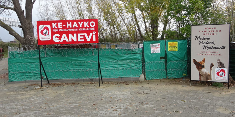 Çuvaldan kulakları ve kuyruğu kesilmiş yavru köpek çıktı