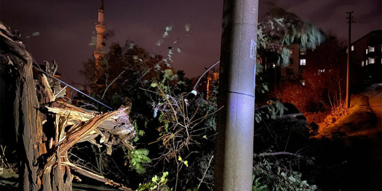 Edirne'de lodos ağaçları devirdi