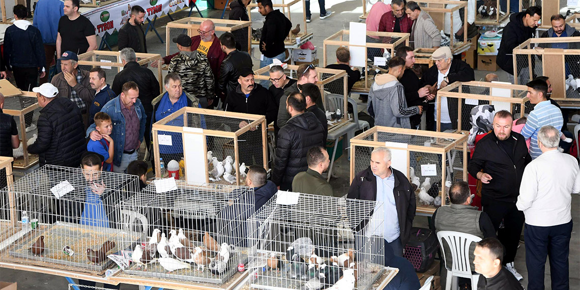 Evcil Kanatlılar Festivali'nde 15 bin liraya tavuk satıldı