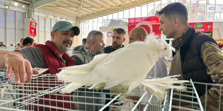 Evcil Kanatlılar Festivali'nde 15 bin liraya tavuk satıldı