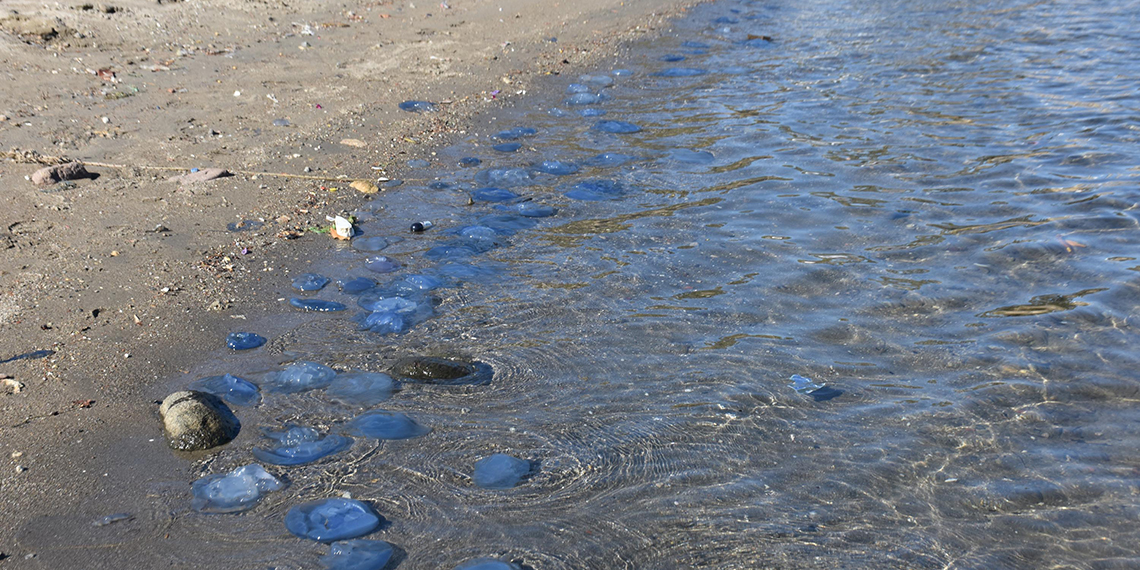 Foça'da denizanası istilası devam ediyor