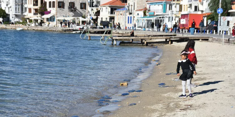 Foça'da denizanası istilası devam ediyor