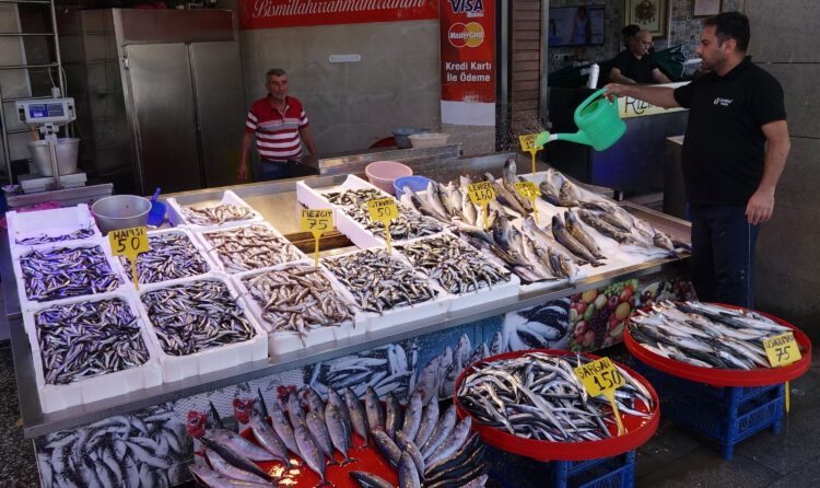 Seneye hamsi bulamayacağız