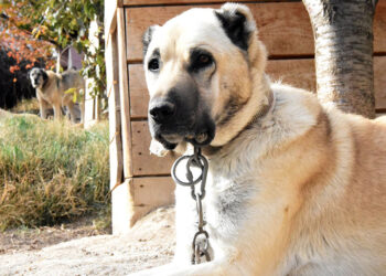 Kangal köpekleri içgüdüsel olarak eşlerini kendileri seçer
