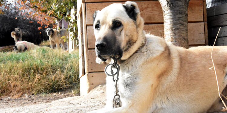 Kangal köpekleri içgüdüsel olarak eşlerini kendileri seçer