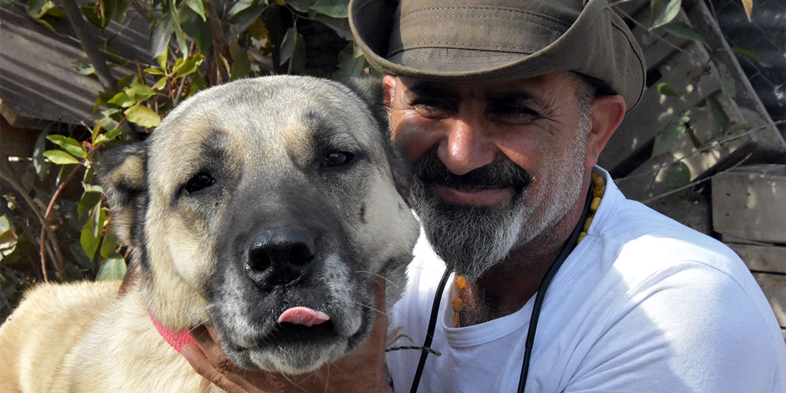 Kangal köpekleri içgüdüsel olarak eşlerini kendileri seçer