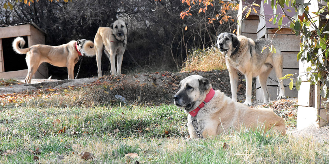 Sivas Doğal Irk Kangal Köpeği Sevenler ve Koruyanlar Derneği Başkanı ve köpek uzmanı Orhan Yalçınkaya, "Kangal köpekleri içgüdüsel olarak eşlerini kendileri seçer" dedi.