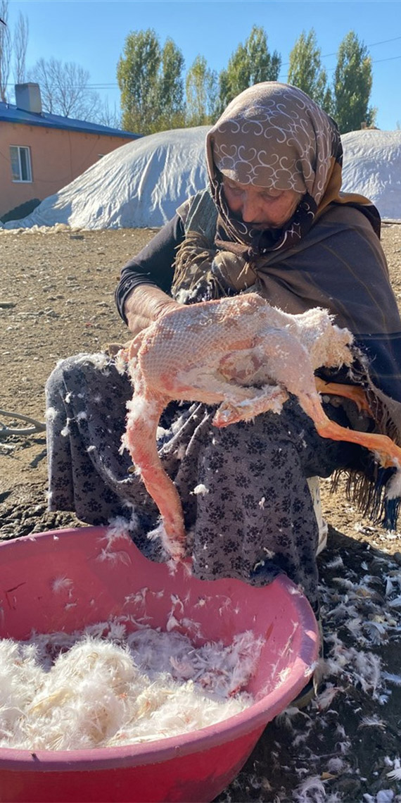 Kars kazının tanesi 1200 TL