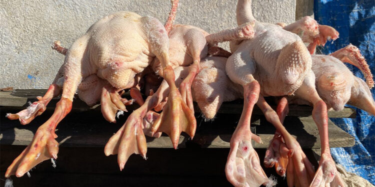 Kars kazının tanesi 1200 TL