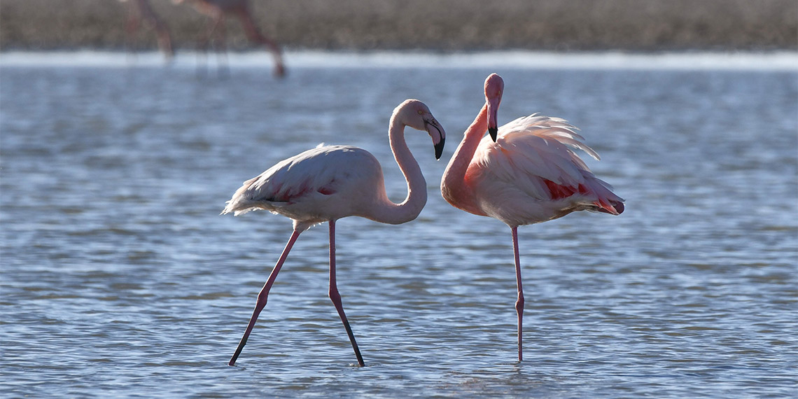 Van'da çok sayıda kuş türüne ev sahipliği yapan Erçik Gölü'ne, bahar aylarında gelen ve halk arasında 'allı turna' olarak bilinen flamingolar göçe hazırlanıyor.