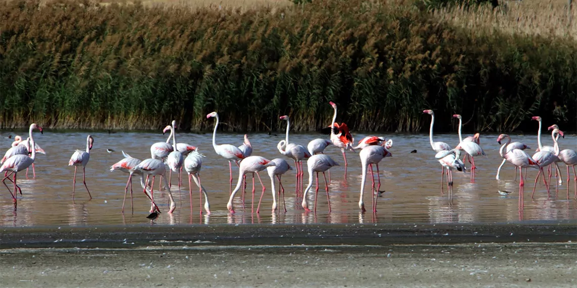 Flamingolar göçe hazırlanıyor