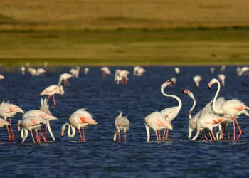 Flamingolar göçe hazırlanıyor