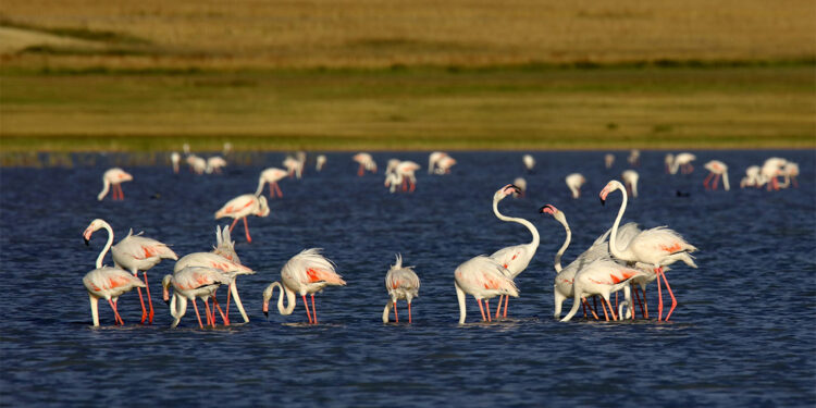 Flamingolar göçe hazırlanıyor