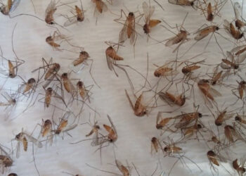 Batı Nil ateşi, zika ve tatarcık humması tehlikesi