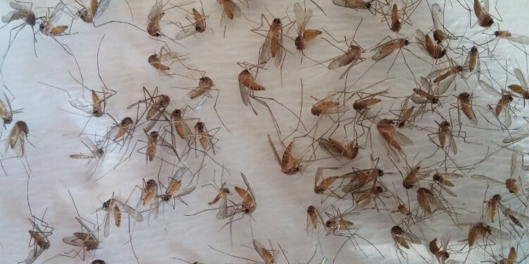 Batı Nil ateşi, zika ve tatarcık humması tehlikesi