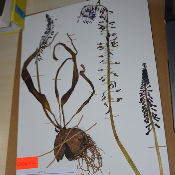 Muğla'da 'Balan sümbülü' keşfedildi