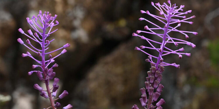 Muğla'da 'Balan sümbülü' keşfedildi