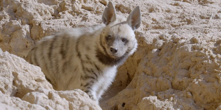 Nesli tehlike altındaki çizgili sırtlan görüntülendi