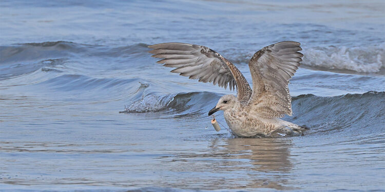 Vücuduna olta iğnesi batan gümüş martı tedavi edildi
