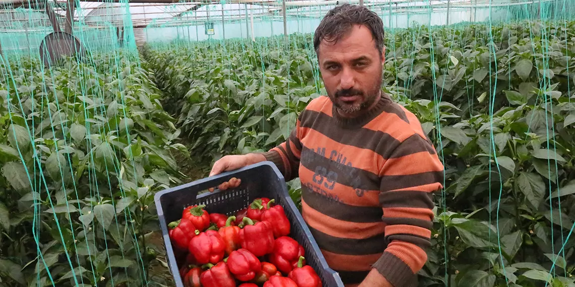 Örtüaltı üretimde hasat başladı; fiyatlar düştü